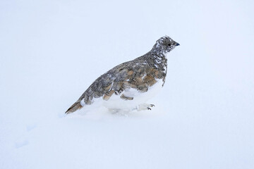 Ptarmigan - Snow