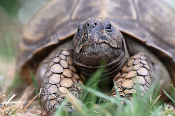Naklejka premium close up view of cute turtle crawling on green grass, turtle in the rain