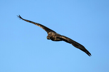 Juvenile bald Eagle - Flight