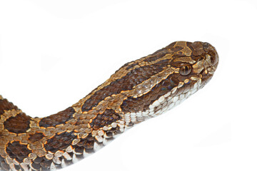 Fototapeta premium Eastern massasauga rattlesnake, Sistrurus catenatus, head on white background