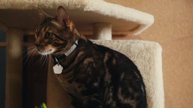Cat shelter, home for pets, Adoption center, rescue for the animals, woman is distributing food to a group of cats in a shelter