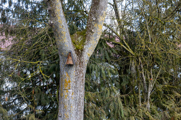 Fototapeta premium Wooden triangular birdhouse attached to tree trunk with wire. Moss and lichen on bark, evergreen trees in backgroun