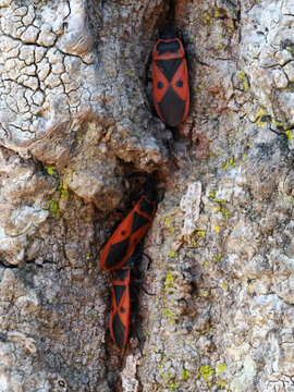 European Firebugs (Pyrrhocoris apterus) within cavities of the bark of a tree