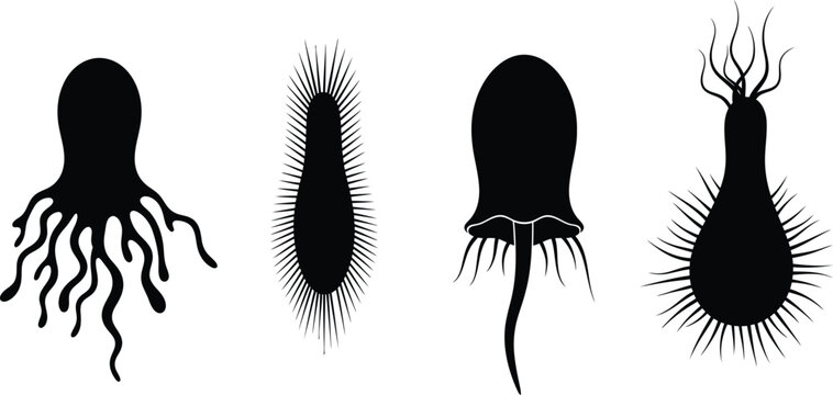 Microscopic view of four protozoan organisms with distinct morphologies