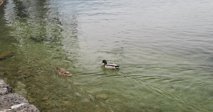 Un couple de canard colvert  (Anas platyrhynchos) nageant rapidement sur les eaux eaux claire d'un lac en direction de la rive