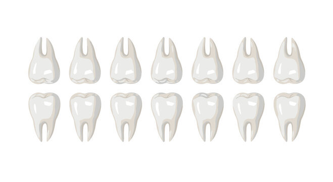 Detailed illustration showcasing a full set of human adult teeth, including molars and incisors.