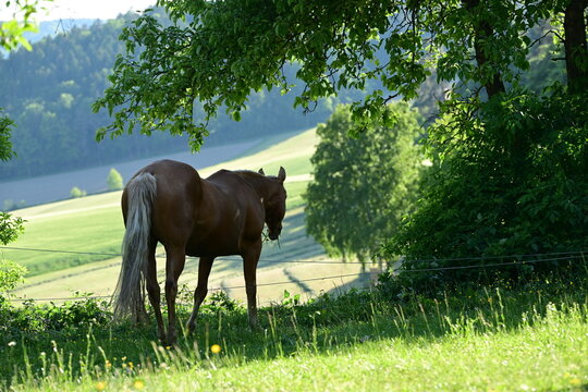 Pferd steht am Rade einer sommerlichen Koppel und betrachtet ruhig die Landschaft