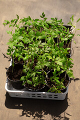 Young tomato seedlings in pots ready for planting