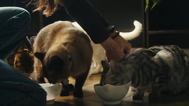 Cat shelter, home for pets, Adoption center, rescue for the animals, woman is distributing food to a group of cats in a shelter