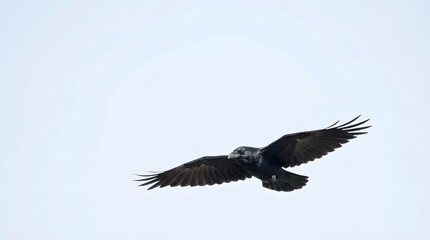 Fototapeta premium A somber black raven is captured in a wildlife photography shot, soaring with wings spread wide against the bright, overcast sky.