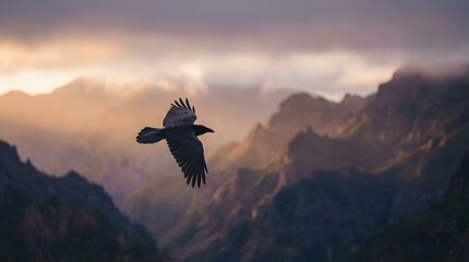 Fototapeta premium A dramatic shot of a silhouetted raven soaring with widespread wings against the golden hour light over rugged mountain peaks.