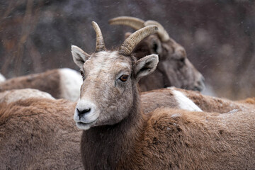 Bighorn Rocky Mountains