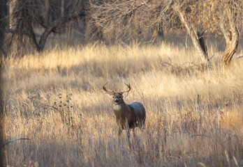 Obraz premium Buck Whitetail Deer During the Fall Rut in Colorado