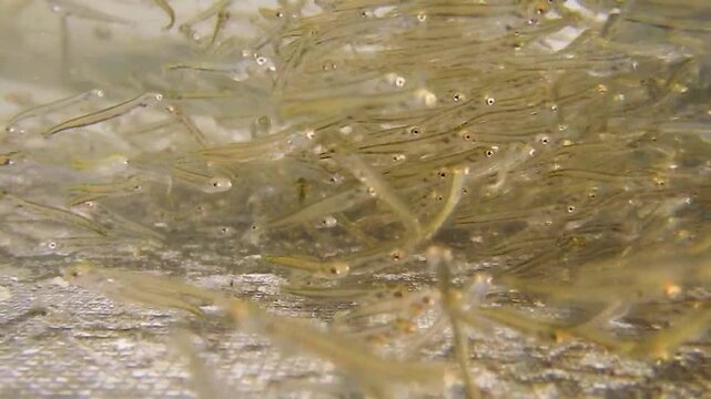 Junge &Auml;schen als Fischbrut kurz nach dem Schlupf