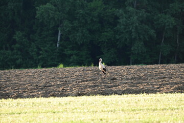 Obraz premium Weißstorch auf einem frisch geackertem Feld am Waldrand in der Abendsonne