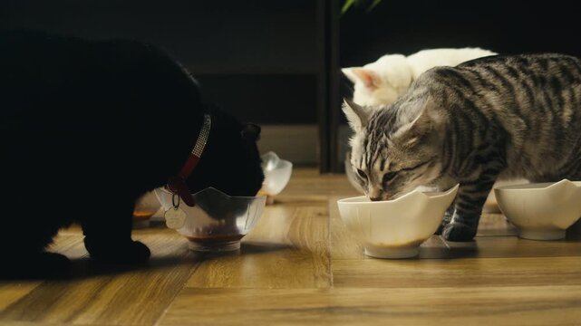 Cat shelter, home for pets, Adoption center, rescue for the animals, woman is distributing food to a group of cats in a shelter