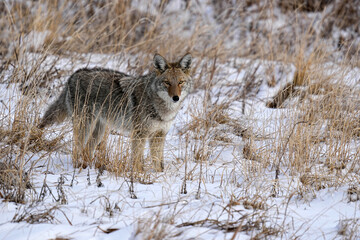 Coyote Snow