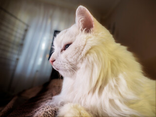 Close-up Portrait of White Long-Haired Cat with Intense Gaze Indoors