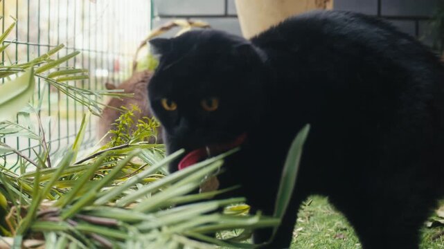 Cat shelter, home for pets, Adoption center, rescue for the animals, woman is distributing food to a group of cats in a shelter