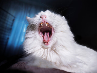 Extreme close-up of a fluffy white cat yawning wide open, showing teeth and tongue.