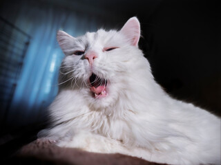 Close-up of White Fluffy Cat Yawning Wide Open in Dramatic Low Light