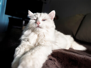 Sleepy White Fluffy Cat Squinting in Dramatic Sunlight Indoors