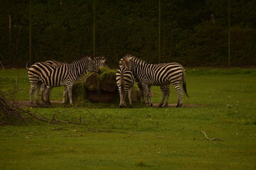 Obraz premium Zebras grazing on grassy meadow in zoo