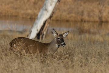Buck Whitetail Deer During the Fall Rut in Colorado