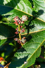 Fototapeta premium Ricinus communis pertenece a la familia Euphorbiaceae.