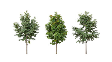 Obraz premium Isolated young trees with green leaves on white background, symbolizing growth, nature, and environmental awareness