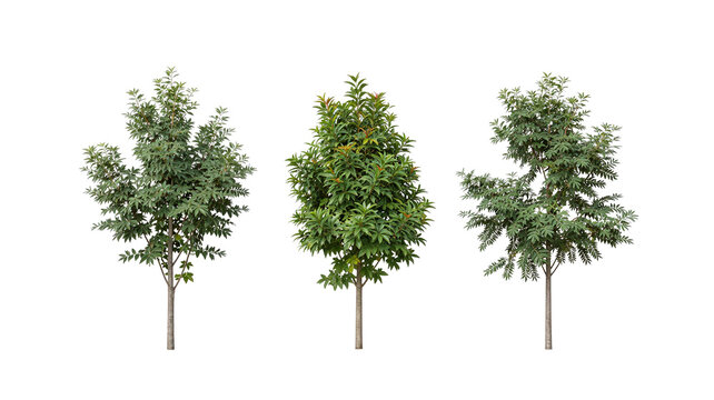 Isolated young trees with green leaves on white background, symbolizing growth, nature, and environmental awareness