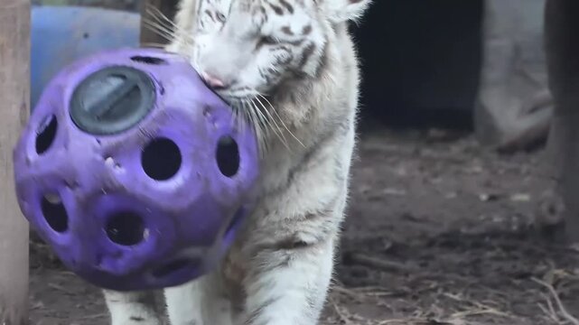 White Tiger at Play with Enrichment Ball, White Tiger (Panthera tigris, leucistic)