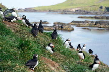 Atlantic Puffin Group - Iceland