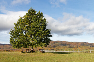 Fototapeta premium Spacious green oak tree with picnic tables and benches in a grassy field