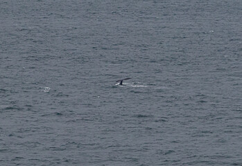 Naklejka premium Whale tale in the waves