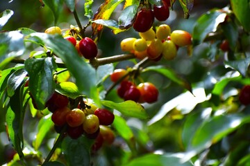 Cornelian cherry berries on branch with green leaves close up