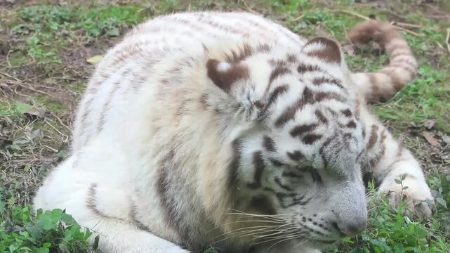 White Tiger at Play with Enrichment Ball, White Tiger (Panthera tigris, leucistic)