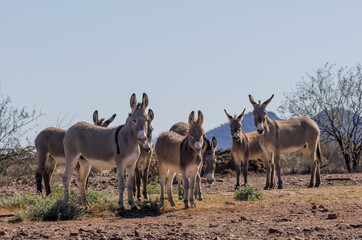 Obraz premium Wild Burros in Winter in the Arizona Desert Near Lake Pleasant
