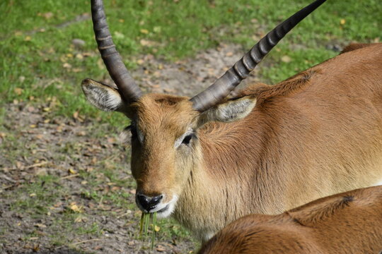Lechwe waterbuck African antelope in natural environment