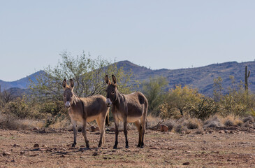 Naklejka premium Wild Burros in Winter in the Arizona Desert Near Lake Pleasant
