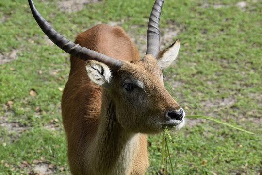 Lechwe waterbuck African antelope in natural environment