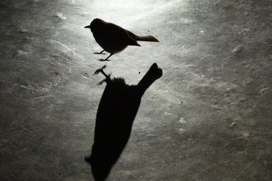 Maskenb&uuml;lb&uuml;l (pycnonotus nigricans) mit Schatten auf dem Boden in Namibia