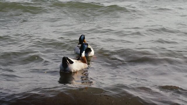 Slow motion of two ducks with vivid black, white, green, and brown colors floating peacefully on the gentle waves of a lake.