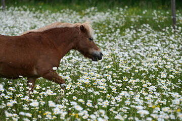 Kleines süßes Pony steht in großer blühender Wiese voller Margeriten