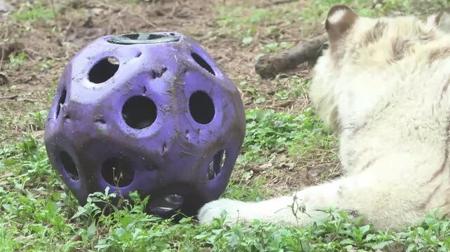 White Tiger at Play with Enrichment Ball, White Tiger (Panthera tigris, leucistic)