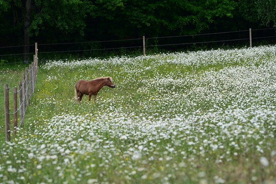 Kleines s&uuml;&szlig;es Pony steht in gro&szlig;er bl&uuml;hender Wiese voller Margeriten