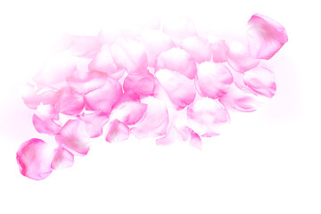 Obraz premium Fresh pink rose. Rose flower petals on a light background.
