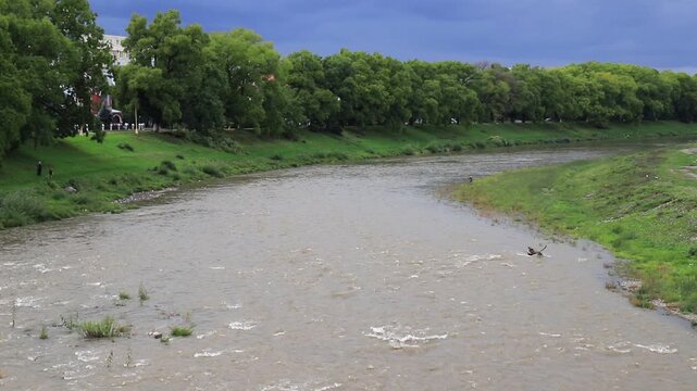 Stormy mountain river flows in Carpathians among green banks, Uzhhorod, Ukraine