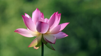 Vibrant pink sacred lotus flower in full bloom, featuring delicate layered petals against a backdrop of lush green aquatic leaves in natural outdoor sunlight.