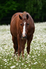 Fototapeta premium Portrait eines älteren schönen Pferdes inmitten unzähliger blühender Margeriten